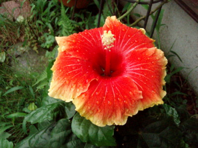 f:id:bluemoonbell:20110822083352j:image f:id:bluemoonbell:20110822083352j:image