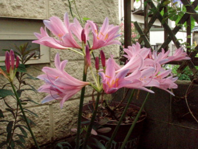 f:id:bluemoonbell:20110901072535j:image f:id:bluemoonbell:20110901072535j:image