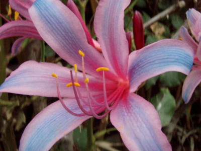 f:id:bluemoonbell:20110901072800j:image f:id:bluemoonbell:20110901072800j:image