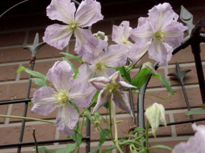 f:id:bluemoonbell:20110901072911j:image