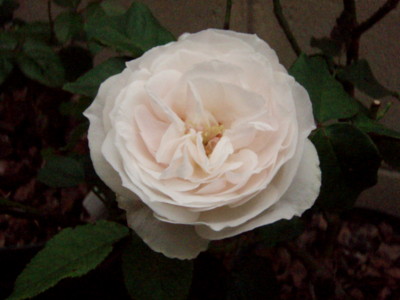 f:id:bluemoonbell:20111001061605j:image