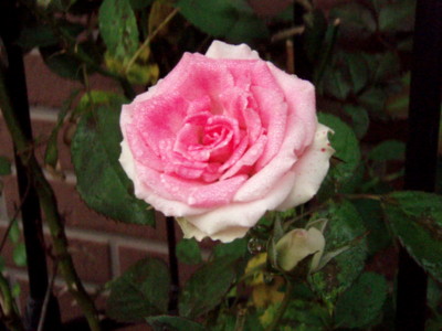 20111011062235
