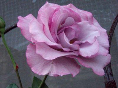 f:id:bluemoonbell:20111024115425j:image