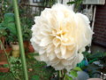 f:id:bluemoonbell:20111024115517j:image:medium:left