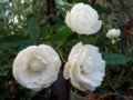 f:id:bluemoonbell:20111027071835j:image:medium:right