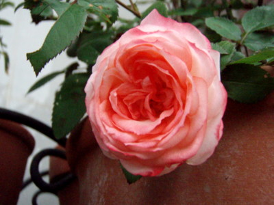 f:id:bluemoonbell:20111030065018j:image