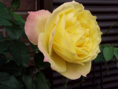f:id:bluemoonbell:20111030065043j:image