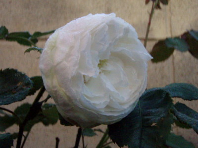 f:id:bluemoonbell:20111101072150j:image
