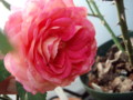f:id:bluemoonbell:20111101072229j:image:medium:right