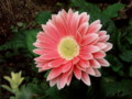f:id:bluemoonbell:20111104061353j:image:medium:right