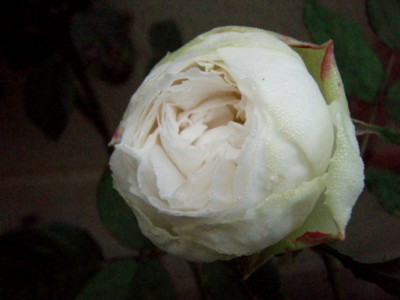f:id:bluemoonbell:20111104061712j:image