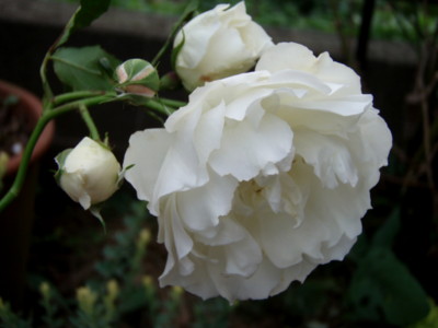 f:id:bluemoonbell:20111115144743j:image