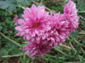 f:id:bluemoonbell:20111115144827j:image:medium