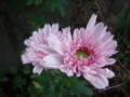 f:id:bluemoonbell:20111115144838j:image:medium:left