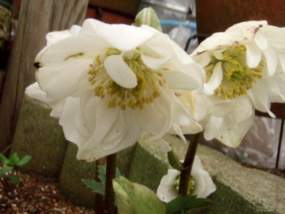 f:id:bluemoonbell:20120323070458j:image f:id:bluemoonbell:20120323070458j:image