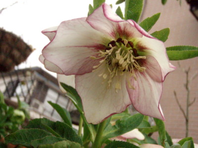 f:id:bluemoonbell:20120323070507j:image f:id:bluemoonbell:20120323070507j:image