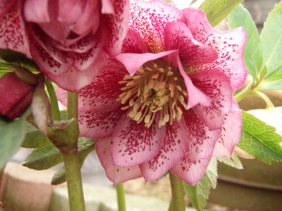 f:id:bluemoonbell:20120323070537j:image f:id:bluemoonbell:20120323070537j:image