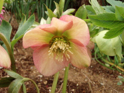 f:id:bluemoonbell:20120323070628j:image f:id:bluemoonbell:20120323070628j:image