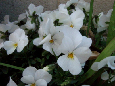 f:id:bluemoonbell:20120410064136j:image f:id:bluemoonbell:20120410064136j:image