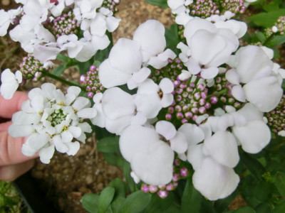 20120419081054