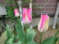 20120421072354