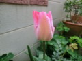 20120421072435