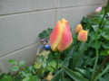 20120421072446