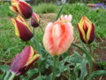 20120424070646