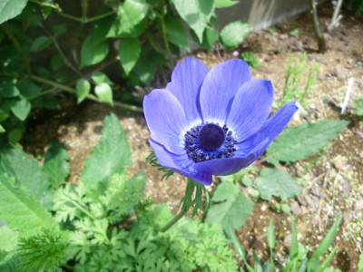 f:id:bluemoonbell:20120426121257j:image