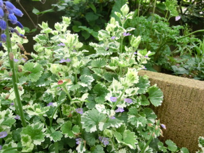 f:id:bluemoonbell:20120430070819j:image