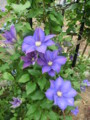 f:id:bluemoonbell:20120509070129j:image:medium:left