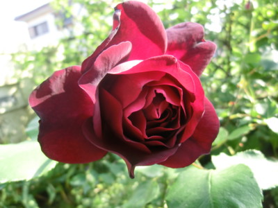 f:id:bluemoonbell:20120514072742j:image