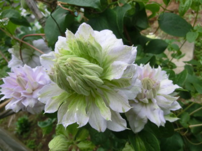 f:id:bluemoonbell:20120516134822j:image