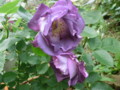 f:id:bluemoonbell:20120516135130j:image:medium