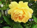 f:id:bluemoonbell:20120520062100j:image:medium:left