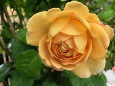 f:id:bluemoonbell:20120520062115j:image