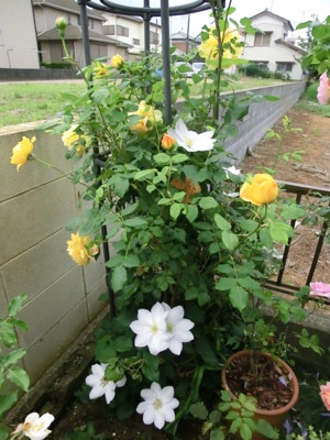 f:id:bluemoonbell:20120521071941j:image:left