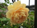 f:id:bluemoonbell:20120521072004j:image:medium:left