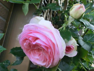 f:id:bluemoonbell:20120524055926j:image