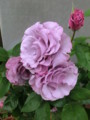f:id:bluemoonbell:20120525054714j:image:medium:left
