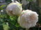 20120526082809