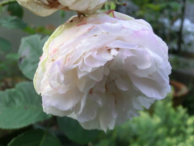 f:id:bluemoonbell:20120528053005j:image