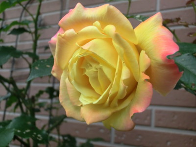 f:id:bluemoonbell:20120528053128j:image