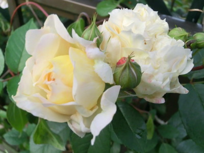 20120528053303