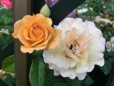 20120528053312
