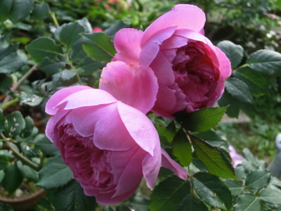 f:id:bluemoonbell:20120530064826j:image