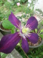 f:id:bluemoonbell:20120531063855j:image:medium:left