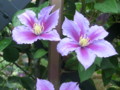 f:id:bluemoonbell:20120601162527j:image:medium:left