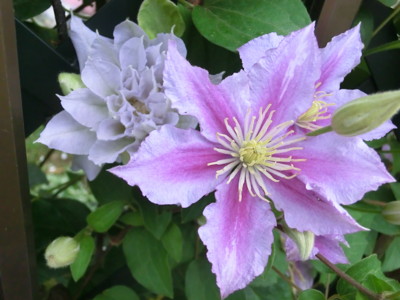 f:id:bluemoonbell:20120601162712j:image