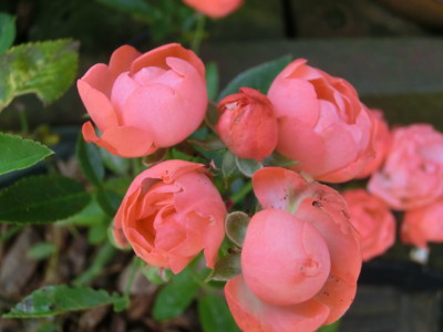 f:id:bluemoonbell:20120604075430j:image